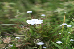 Rhamphicarpa longiflora